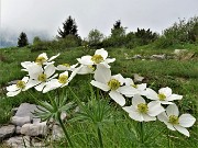 66 Anemonastrum narcissiflorum (Anemone narcissino)